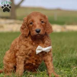 Cidar, Goldendoodle Puppy